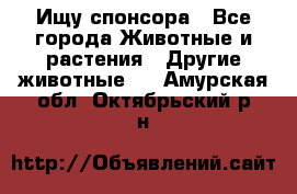 Ищу спонсора - Все города Животные и растения » Другие животные   . Амурская обл.,Октябрьский р-н